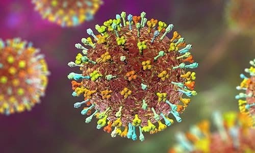  Chủ động các biện pháp phòng chống dịch bệnh do vi rút Nipah